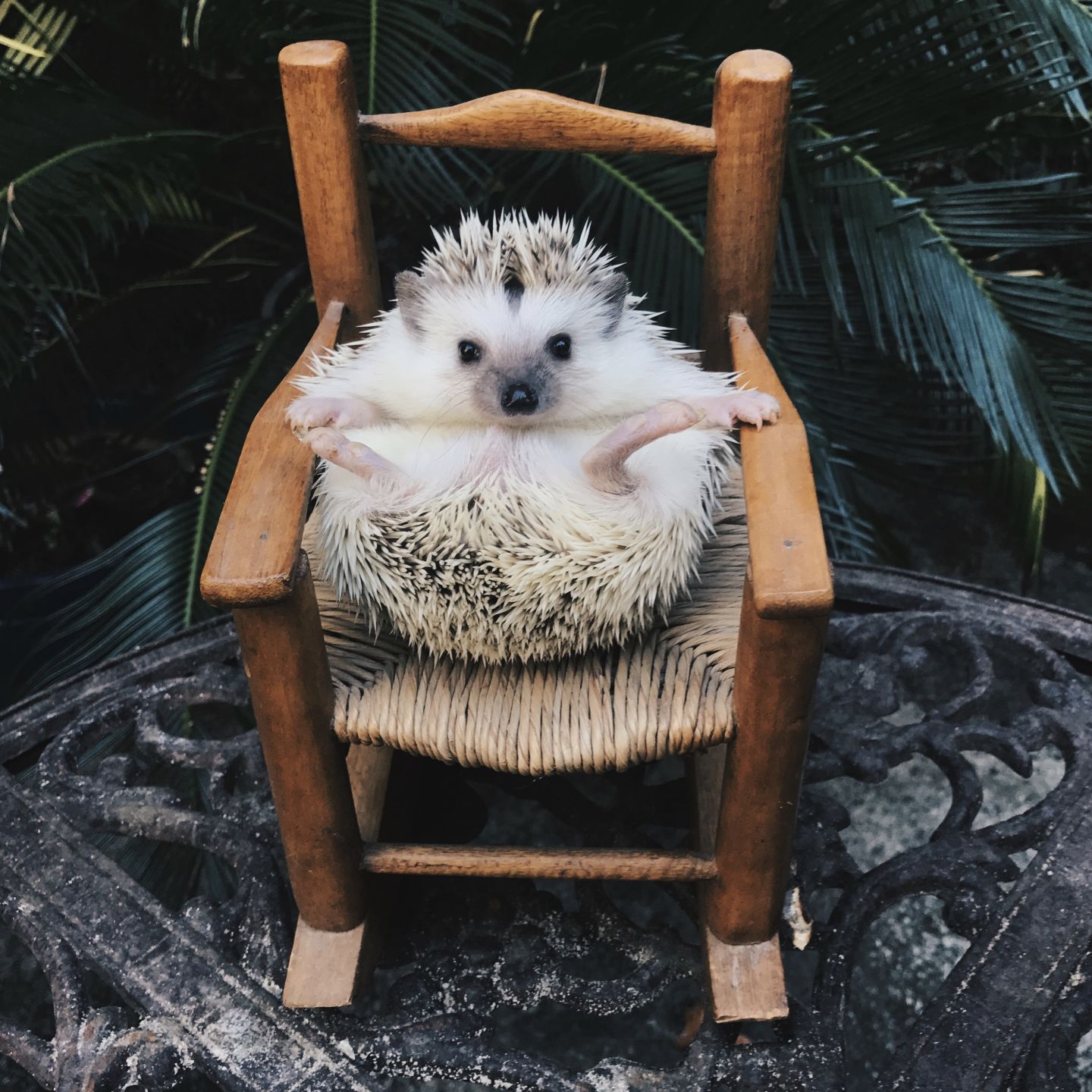 Lionel The Hedgehog: Chair